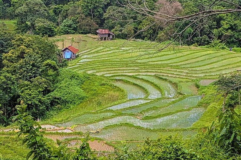 Chiang Mai: Parco nazionale di Doi Inthanon e trekking di Pha Dok Siew