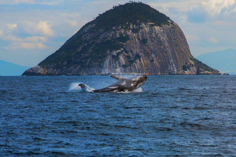 Whale Watching: Boat Adventure