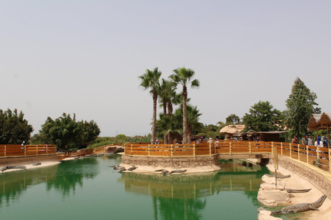 Agadir: Goats on Trees & Crocoparc Tour
