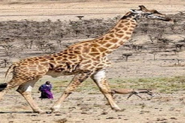 Tanzanie : Meilleur safari de 3 jours en camping dans le Serengeti pour les petits budgets