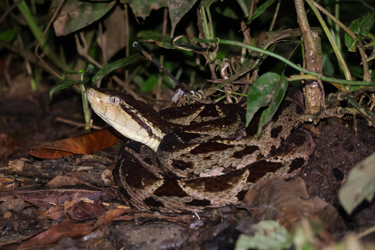 La Fortuna: Caminhada noturna em La Fortuna