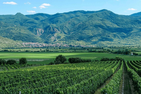 Plovdiv:Rural Tasting in Academic Winery &Artisan Dairy Farm