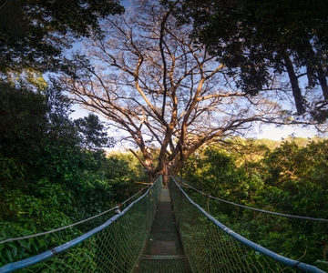Rincón de la Vieja: Explora los Puentes Colgantes de la Selva Tropical