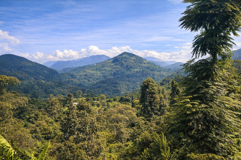 Ella: Ceylon Tea Factory, Cook Curries and Mountain Views