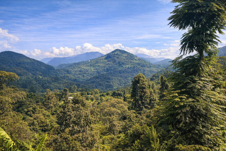 Ella: Ceylon Tea Factory, Cook Curries and Mountain Views