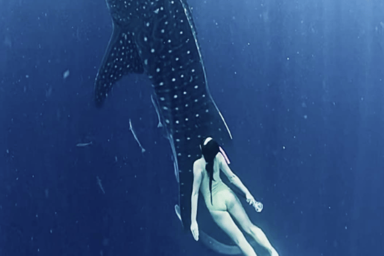 Lombok Sumbawa Best Sharing 2D1N Whale Shark With Snorkeling From Sumbawa Best Sharing 2D1N Whale Shark With Snorkeling