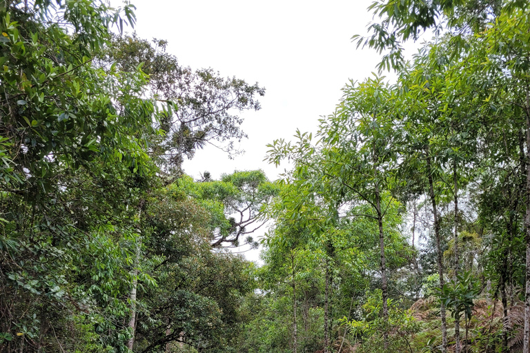 CAMINHO DO OURO - Guided tour Atlantic Forest, Waterfalls, Stories.