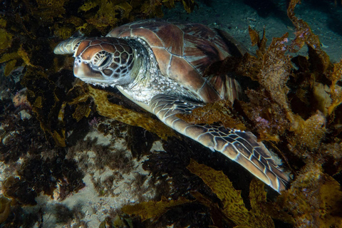 Sydney: Scuba Dive In Sydney, No Experience Required