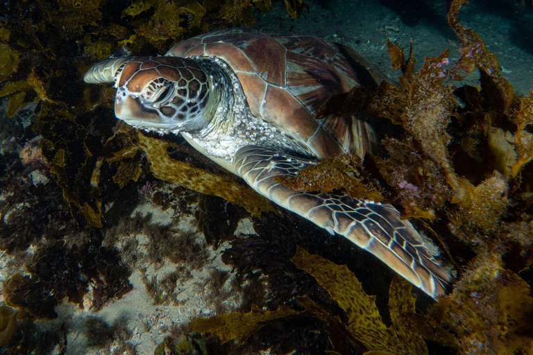 Sydney: Scuba Dive In Sydney, No Experience Required