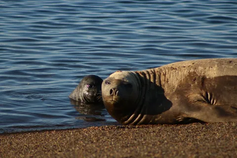 Península Valdés: Incredible tour to enjoy your stay in Puerto Madryn