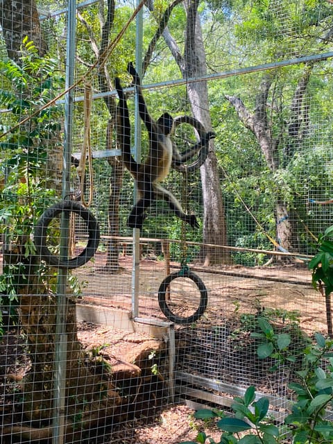 Roatan Sloths + Island Tour | GetYourGuide