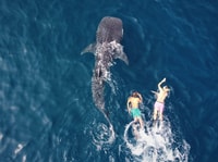 Muscat, Daymaniyat Island Snorkeling Tour - Housity