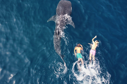 Muscat: tour di snorkeling dell&#039;isola di DaymaniyatServizio di prelievo e rientro in hotel