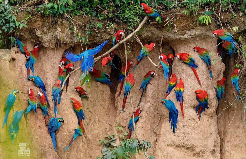 Tambopata Macaw Clay Lick 5 days/4 nights | GetYourGuide