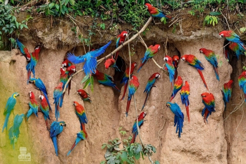 Tambopata Macaw Clay Lick 5 jours/4 nuitsVisite nocturne de Macaw Clay Lick 5 jours / 4 nuits