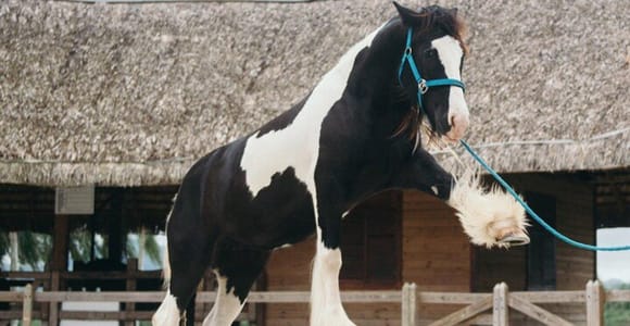 Private: Eco Safari & Wildlife Experience in Punta Cana