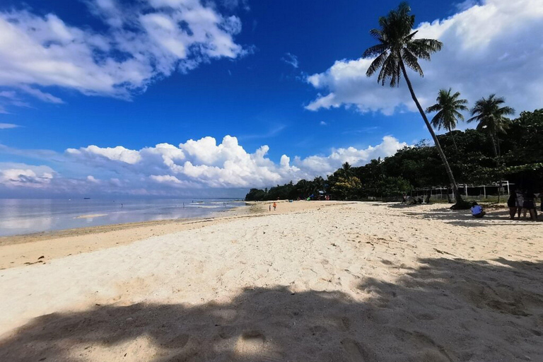 Cebu: Sardines, Sea Turtles, and Kawasan Falls Tour
