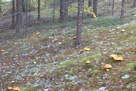 Rovaniemi forest foraging adventure: Pick, Prepare, Savor