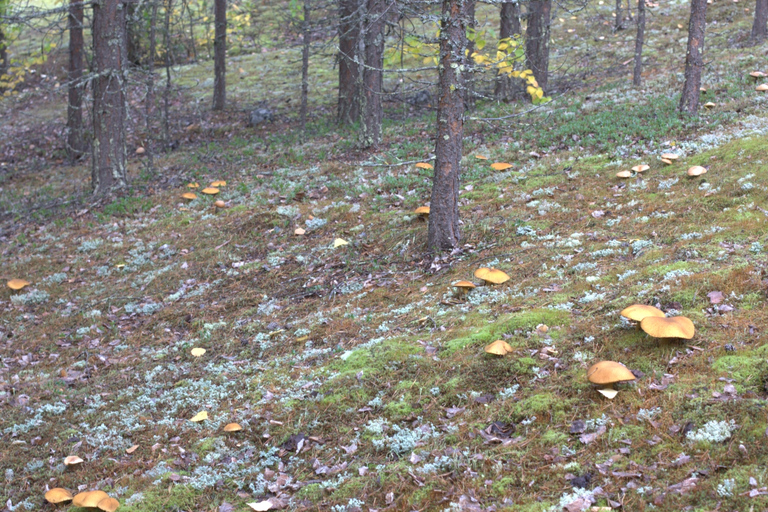 Rovaniemi forest foraging adventure: Pick, Prepare, Savor