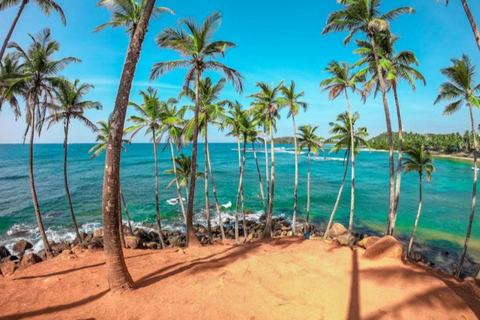 Hiriketiya: Mirissa Beach & Whale Watching Day Trip