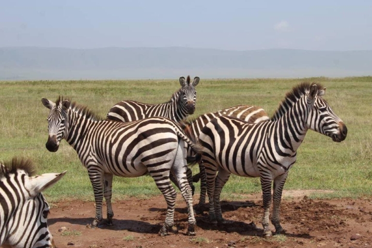 Northern Tanzania: 6 Days The Marvellous Tanzania Safari National Park: 6Days Marvellous Tanzania Lodge Safari (1pax)
