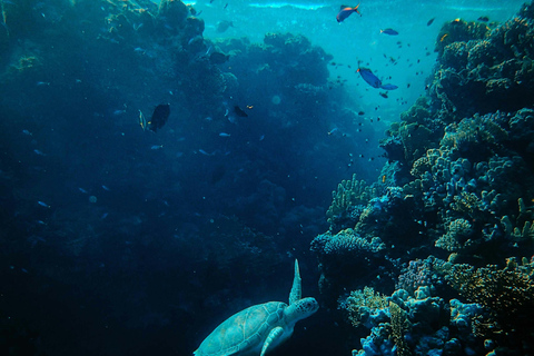 Gili Trawangan: Early Morning Turtle Snorkeling with GoPro Private Snorkeling : Early Morning Turtle