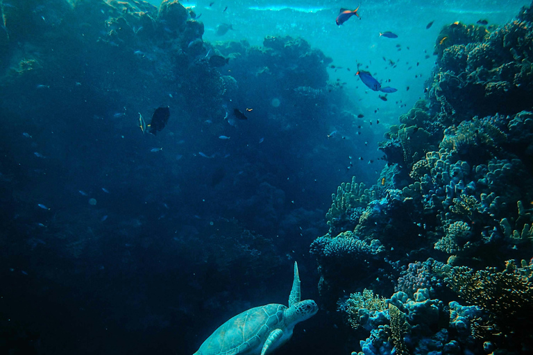 Gili Trawangan: Early Morning Turtle Snorkeling with GoPro Private Snorkeling : Early Morning Turtle