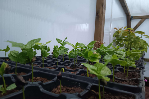 Finca Los Castaños: koffietour en proeverij in de Agaete-vallei