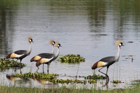 1 - Jour Parc national de l'Akagera