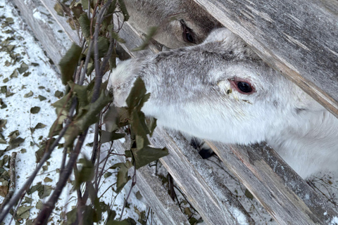 Rovaniemi: Reindeer Farm Visit with Sleigh Ride & Pickup
