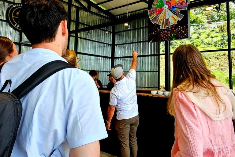 Boquete: Geisha Coffee Plantation Tour with Tasting