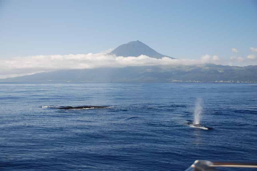 Insel Pico: Azoren-Tour mit Wal- und Delfinbeobachtung ab Lajes. Foto: GetYourGuide