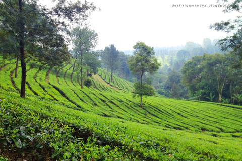 Z BANDUNG: PLANTACJA HERBATY/OGRÓD BOTANICZNY/JAKARTA