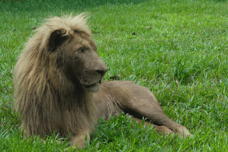 Cebu Safari: Experience Wildlife Up Close