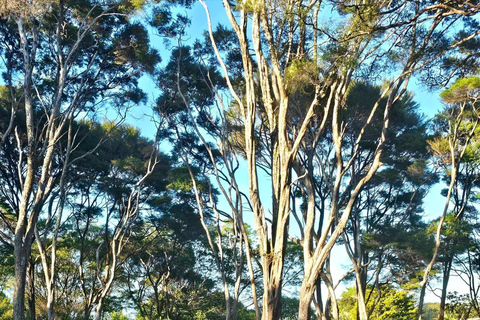 Bahía de las Islas - MiniexcursiónBahía de las Islas - Mini tour