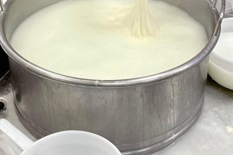 Pisa: Kaas maken en proeven met een kleine groep