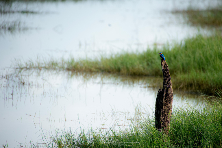 Minneriya National Park Morning Safari – Birds & Elephants