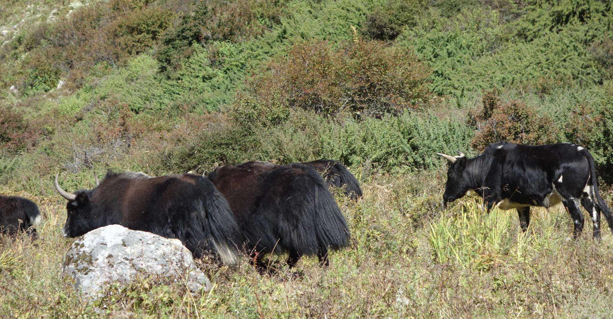 Langtang Valley Trek - Housity