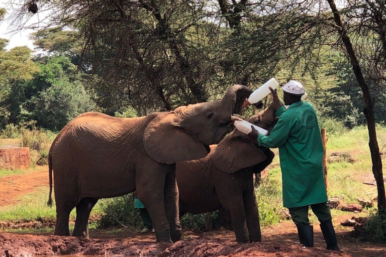 Nairobi : Visite du parc national de Nairobi et de l'orphelinat des éléphants