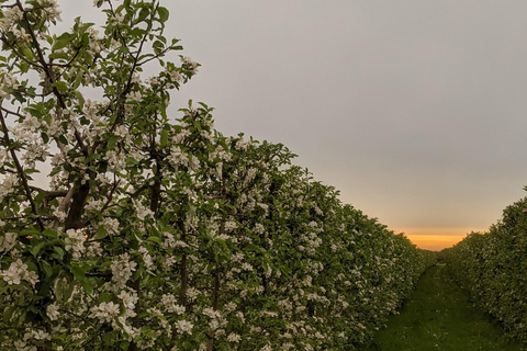 Lado rural de Hamburgo - Altes Land