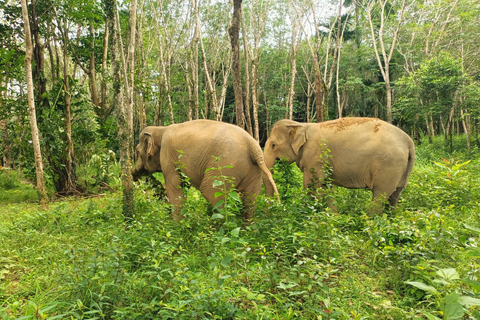 Programme de nuit au Sanctuaire éthique des éléphants de Khaolak