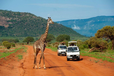 Da Mombasa:5 giorni di safari nello Tsavo Est, Ovest e Saltlick Lodge