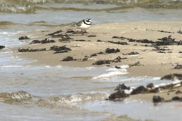 Tallinn: Morning Paljassaare Birdwatching Tour with Picnic
