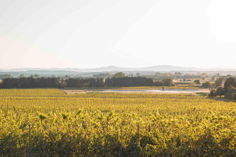 Pals: Visit Celler Mas Geli with wine tasting and local products Pals: Visit Celler Mas Geli with wine and local product tasting