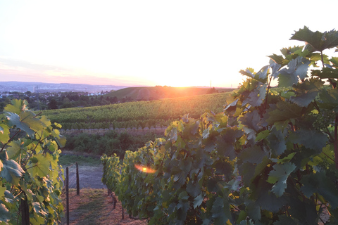 Stuttgart : visite du vignoble en vélo électrique, dégustation comprise