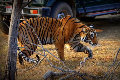 7 days india Taj Mahal tour with ranthambore tiger safari