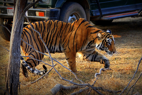 7 días en la india por el Taj Mahal con safari en ranthambore por el tigreExcursión sólo con alojamiento, coche y guía