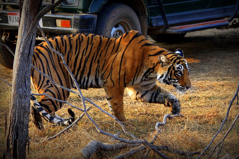 Tour di 7 giorni del Taj Mahal in India con safari delle tigri di RanthamboreTour con comoda auto con aria condizionata e solo guida locale