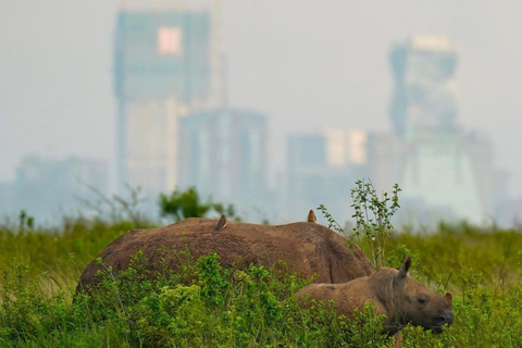 Nairobi National Park Halve dag/volledige dag gamedrive