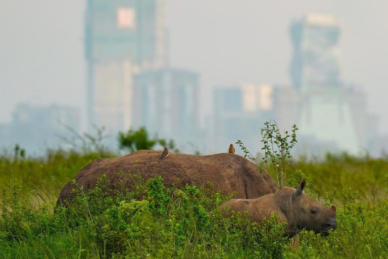 Parco Nazionale di Nairobi Mezza giornata/intera giornata di fotosafari